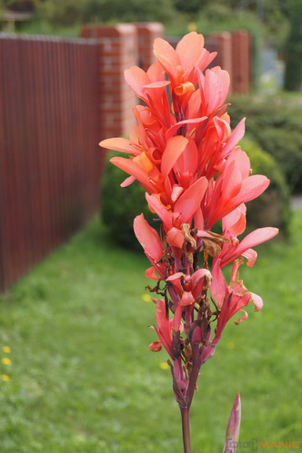 Sony SAL-1855 (DT 18-55mm F3,5-5,6 SAM)