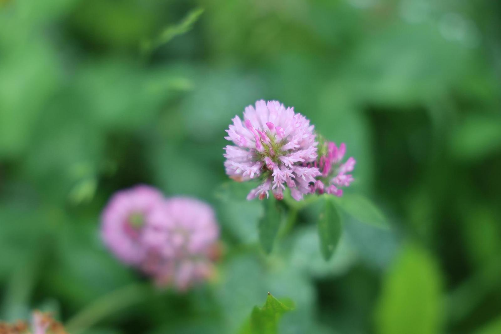 Canon RF 24-105mm f/4 L IS USM