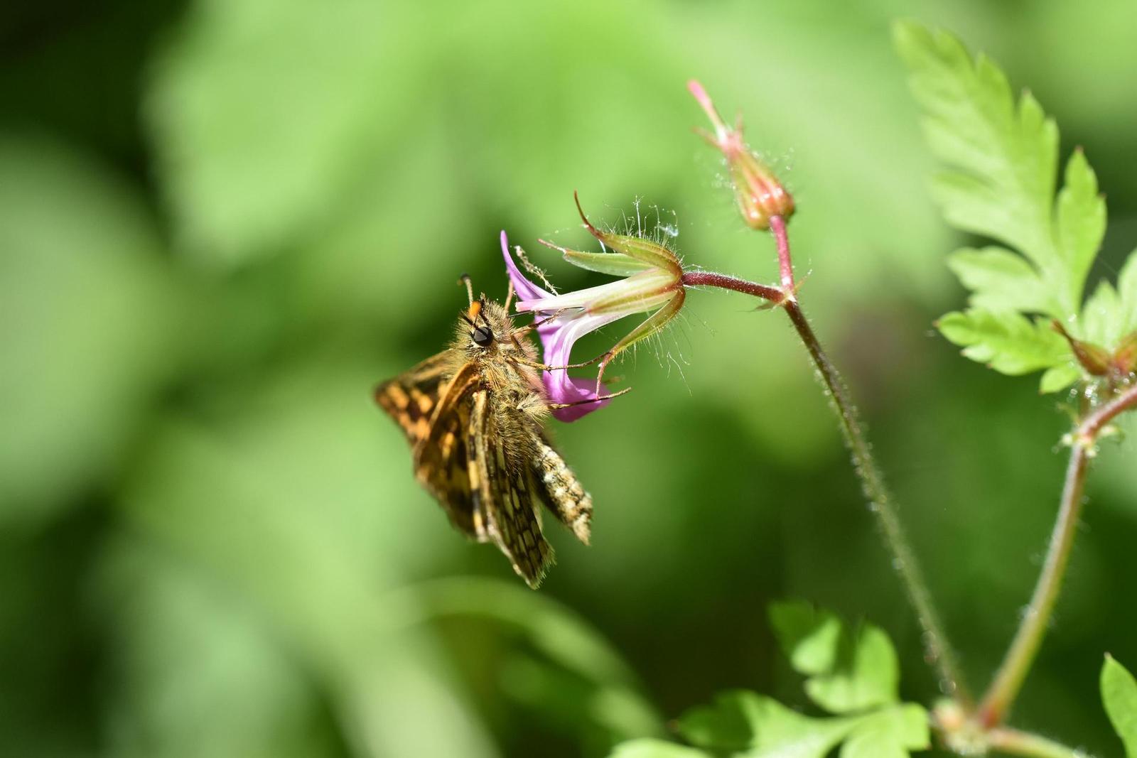 Tamron SP AF 60mm f/2.0 Di II LD [IF] Macro