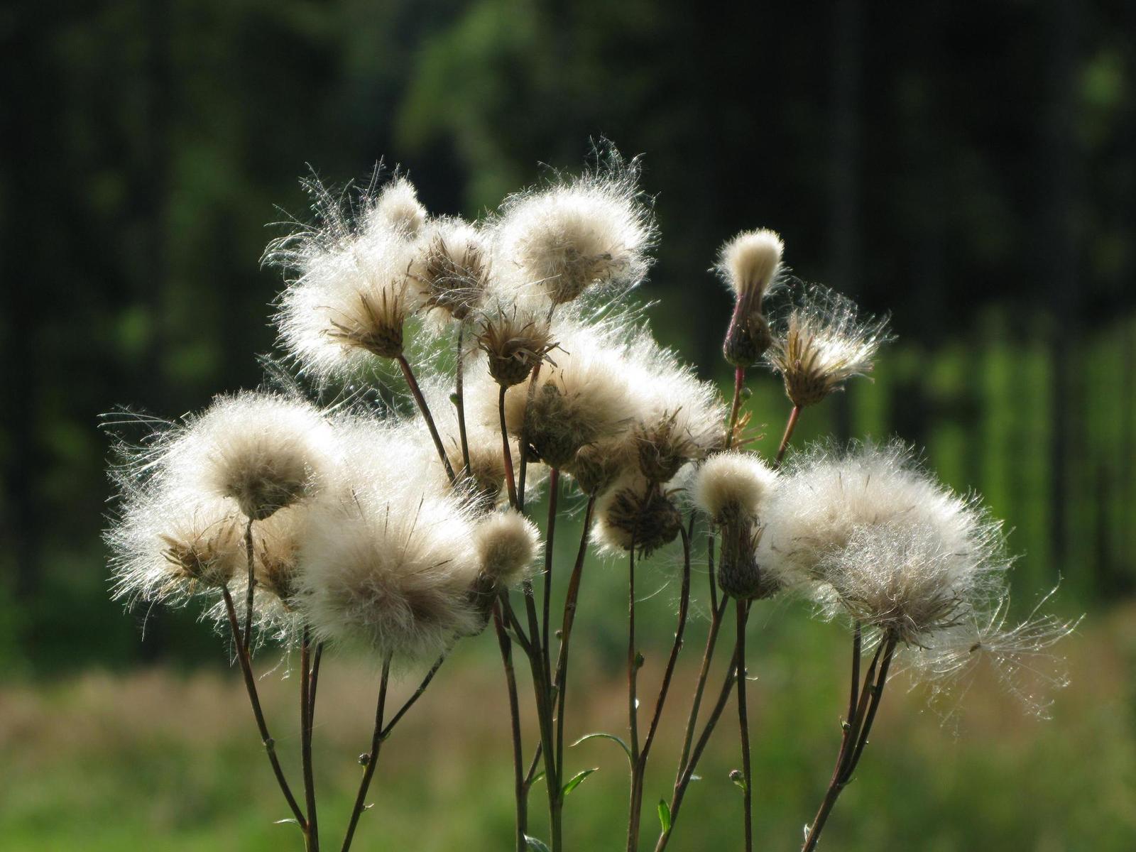 Canon PowerShot G9: kraluje i nadále