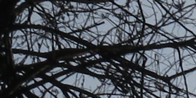 Canon PowerShot G15: lépe už to (asi) nepůjde