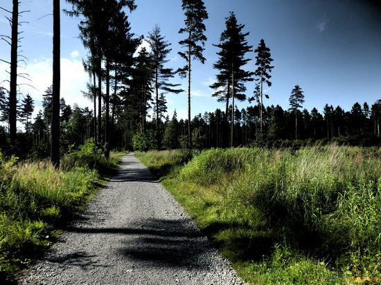 Olympus SZ-31MR: makroborec