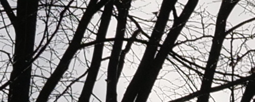 Panasonic Leica DG Vario-Summilux 10-25mm F1.7 ASPH.