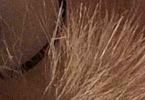 Fujifilm X-S1: jedinečný