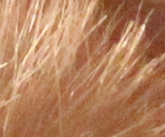 Canon EOS 550D: třídní premiant