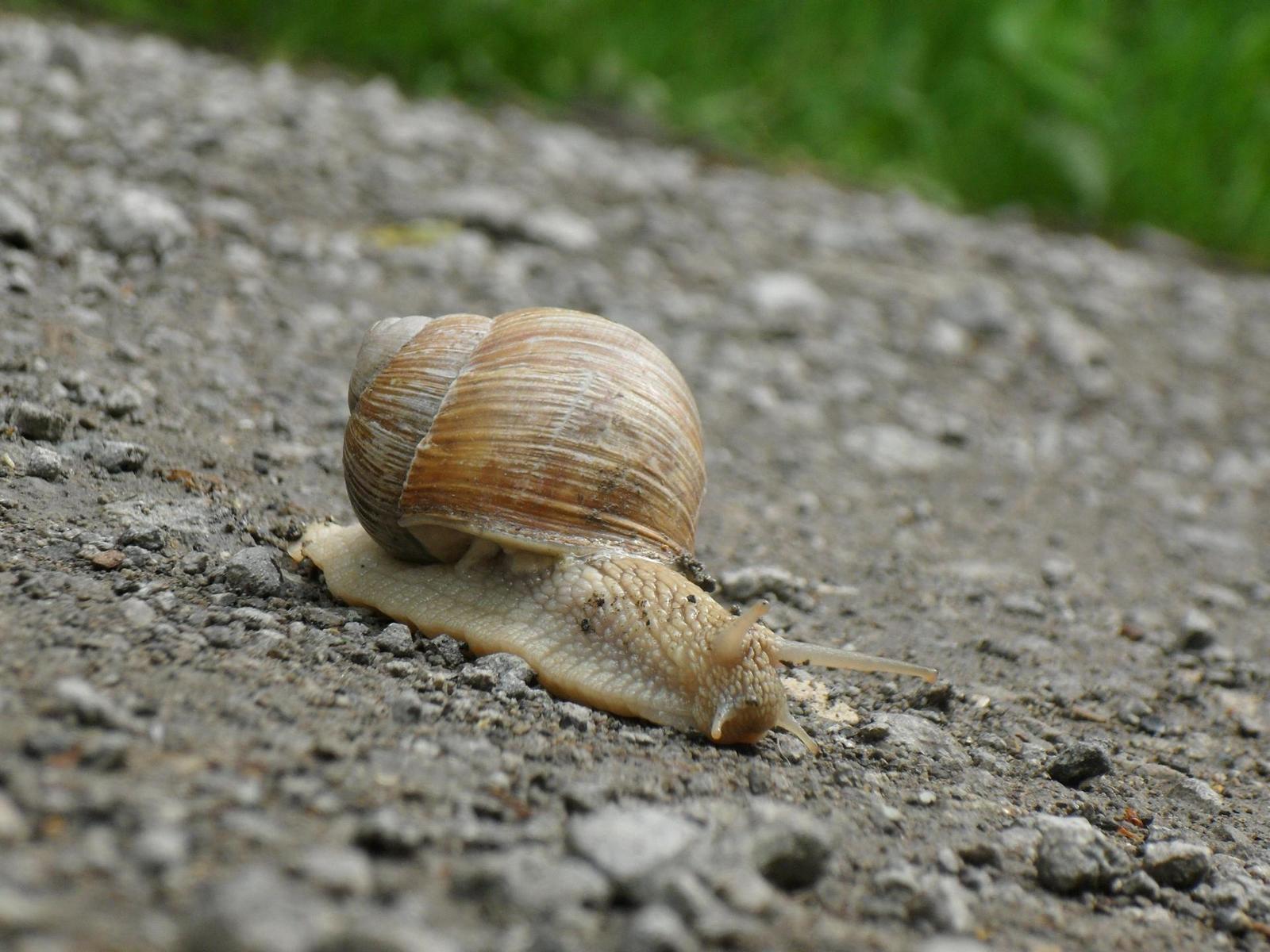 Samsung IT100: kompakt a kamera v jednom