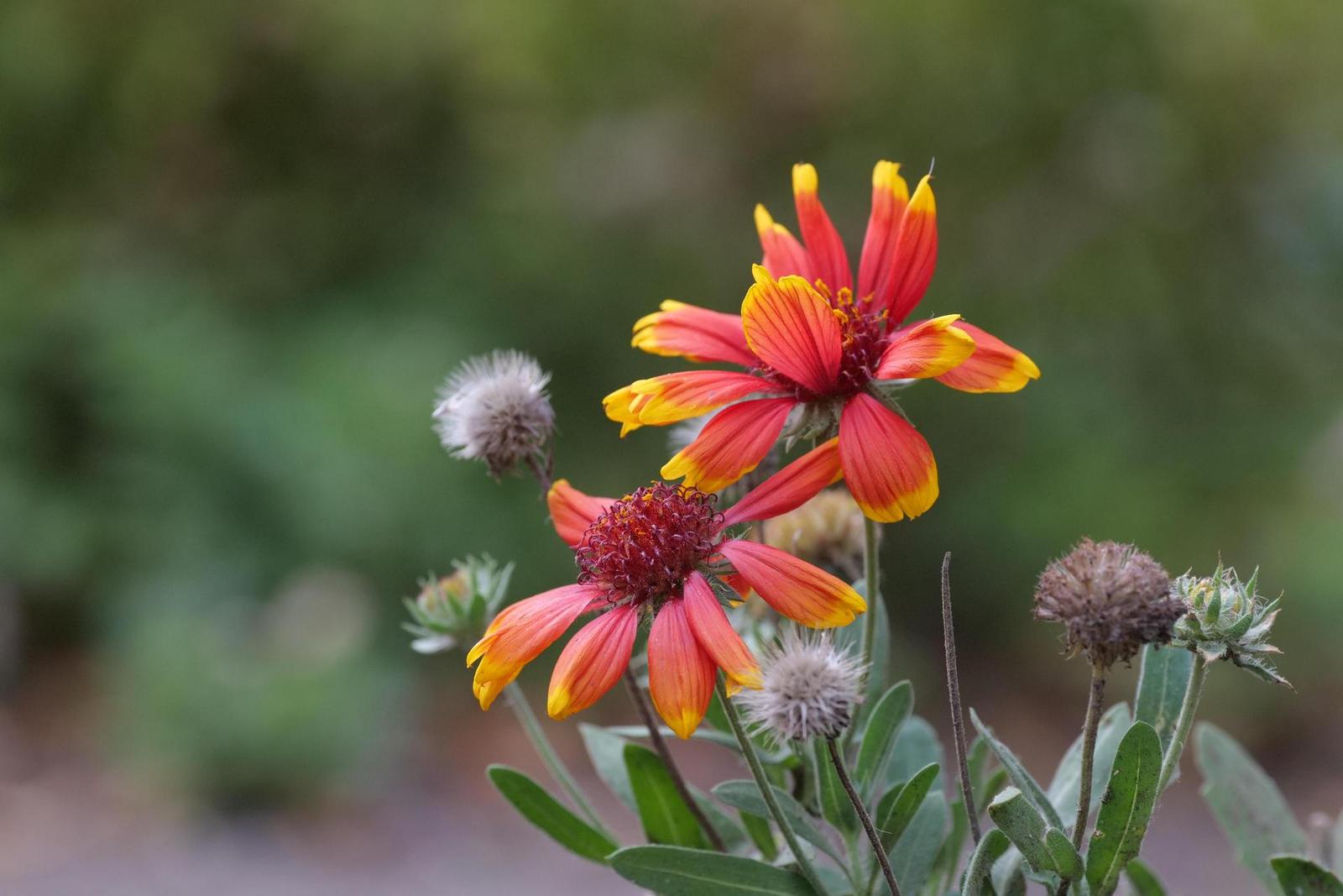 Panasonic Lumix S Pro 70-200mm F4 O.I.S.