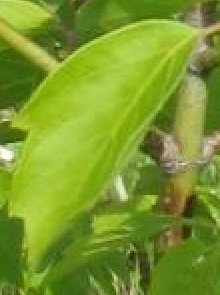 Canon PowerShot S50: Pětimilionový foťák!