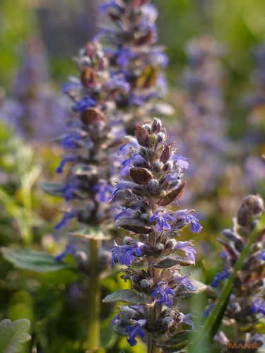 Olympus XZ-1: trefa do černého