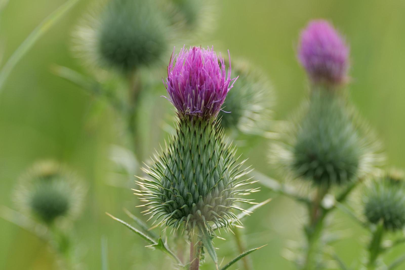 Panasonic Lumix S Pro 70-200mm F4 O.I.S.