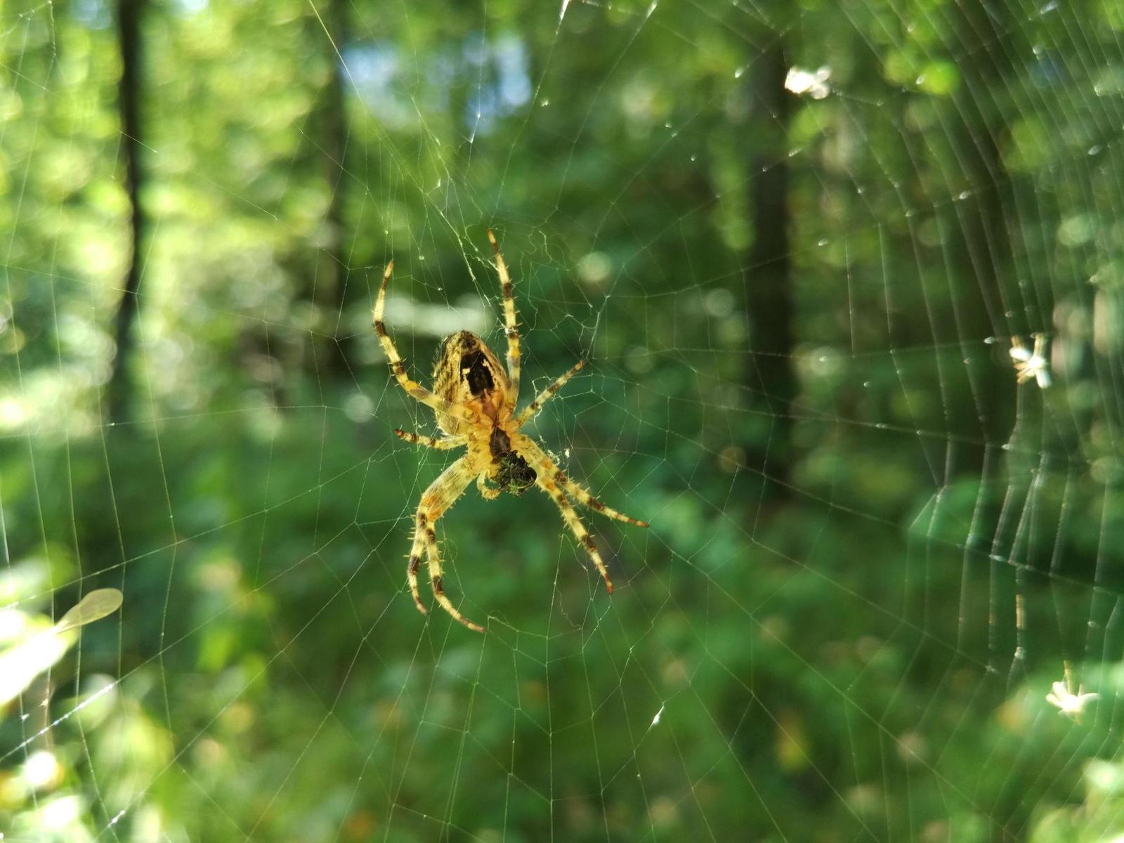 Xiaomi Mi 4C 16GB: ostřejší než břitva