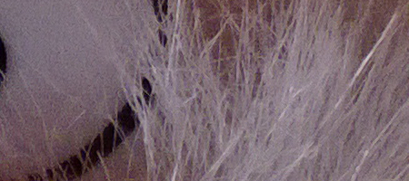 Nokia Lumia 1020 vs. 808 PureView