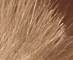 Fujifilm FinePix HS10: ultrazoom roku?