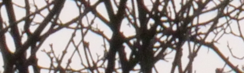 Panasonic Leica DG Elmarit 200mm / F2.8 / Power O.I.S.