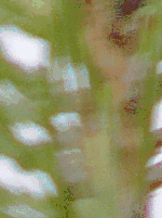 Panasonic Lumix DMC–FZ10: Vlajková loď s optikou Leica