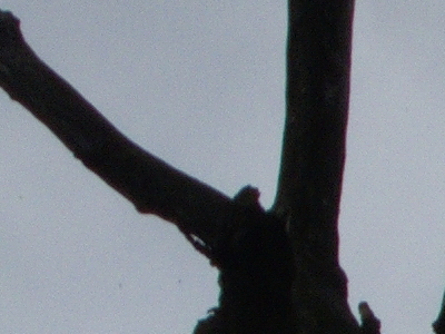 Canon PowerShot S90: malý zázrak