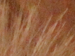 Canon EOS 600D: pokračování rodové linie