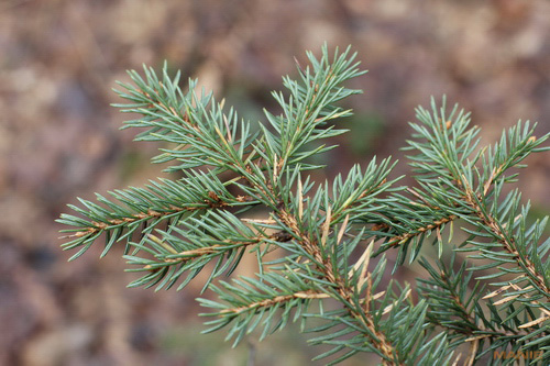 Srovnávací test pevných 50mm objektivů