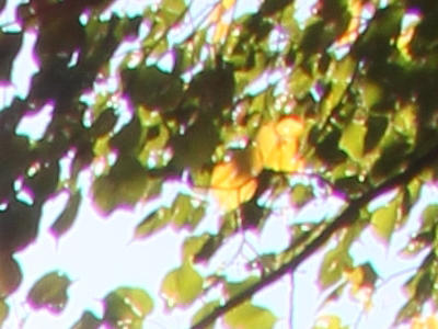 Canon EOS 550D: třídní premiant