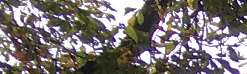 Apple iPhone SE: kompaktní silák