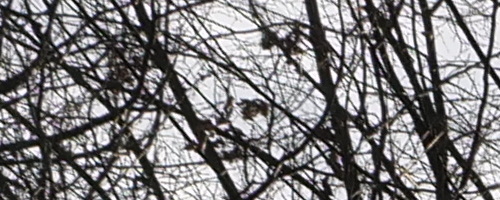 Panasonic Leica DG Vario-Summilux 10-25mm F1.7 ASPH.