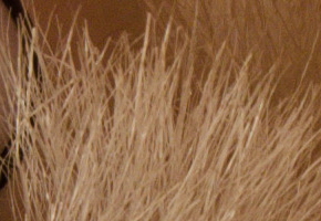 Nikon D5100: jeden z nejlepších?