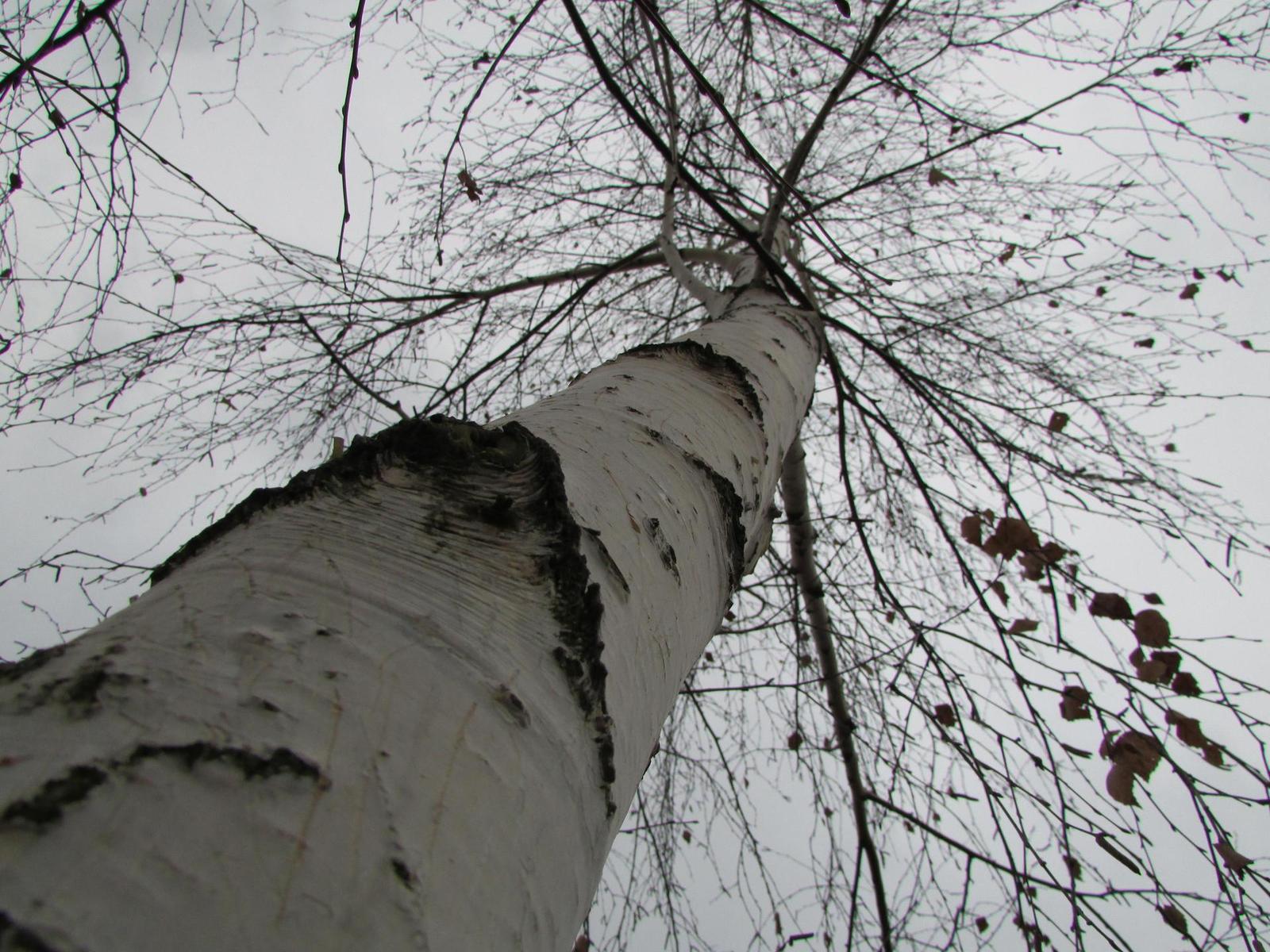 Canon PowerShot SX500 IS: fotící stroj času