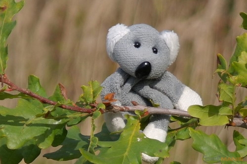 Fotíme s Koalou: Hloubka ostrosti