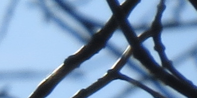 Canon PowerShot SX50 HS: překvapivá kombinace