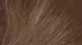 Nikon D3300: drobek se silným srdcem