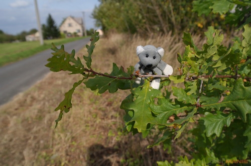 Fotíme s Koalou: Hloubka ostrosti