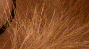 Canon EOS 70D: velmi příjemný společník