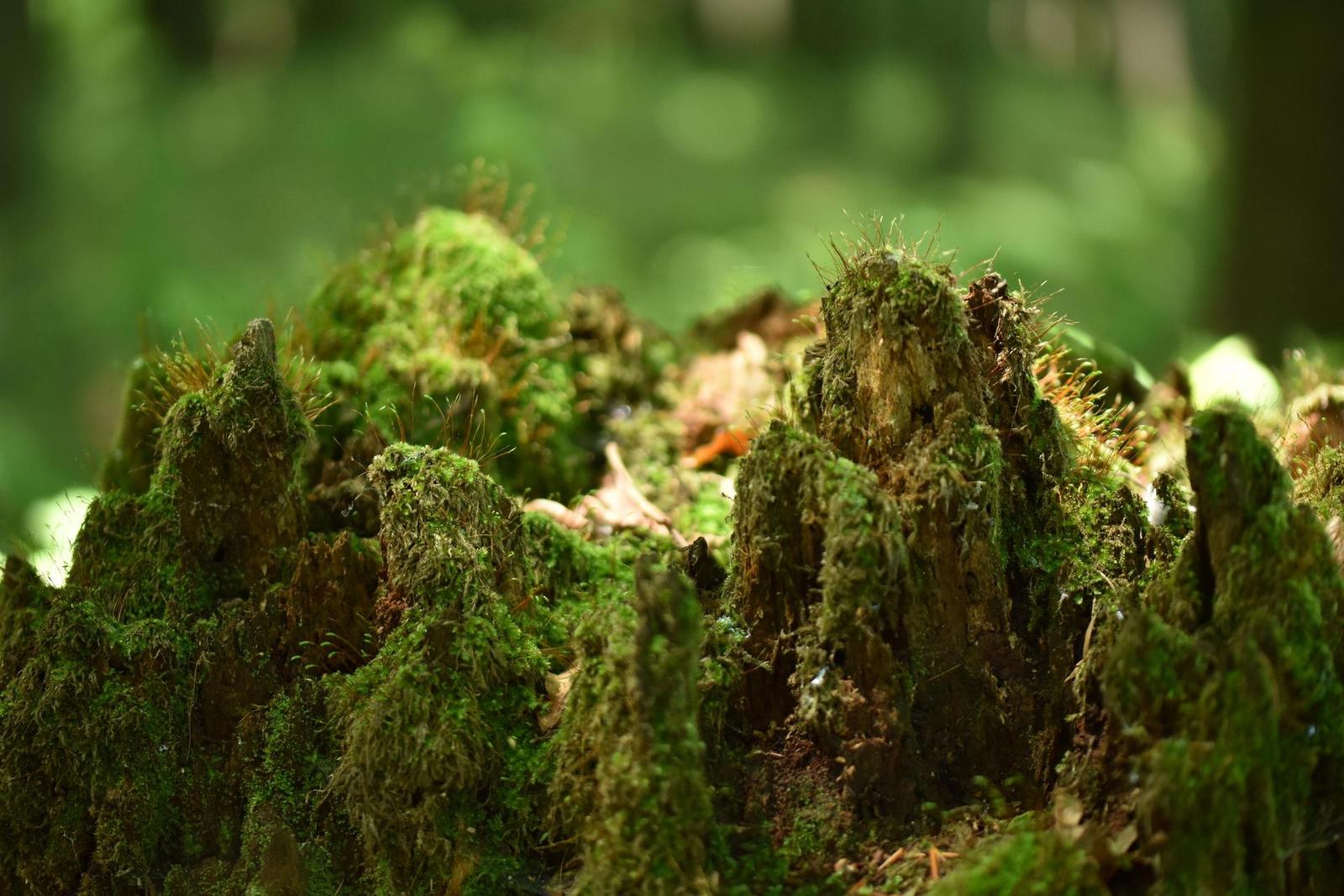 Tamron SP AF 60mm f/2.0 Di II LD [IF] Macro