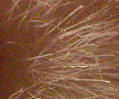 Sony Alpha A230: nejlevnější z nového trojlístku