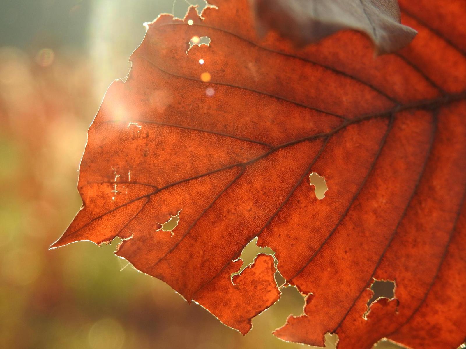 Nikon Coolpix P900: paparazzi