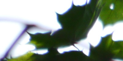 Panasonic Lumix G Vario 100-300mm F4-5,6