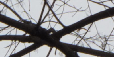 Fujifilm X-S1: jedinečný