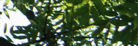 Minolta MC Rokkor-PF 50mm F1.7 (MC/MD)