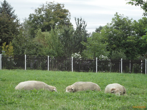 Sony Cyber-shot W350: šikovný prcek