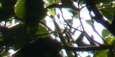 Panasonic Lumix TZ30: pokračovatel slavného rodu?