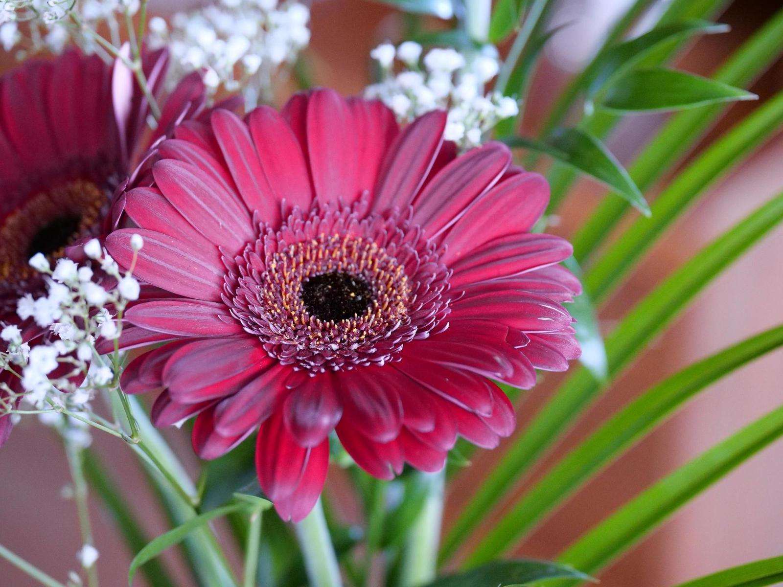 Panasonic Lumix GH5 II: nejen pro vloggery