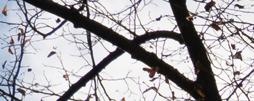 Panasonic Leica DG Vario-Summilux 25-50mm F1.7 ASPH.