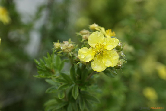 Samsung NX20: za více peněz více muziky