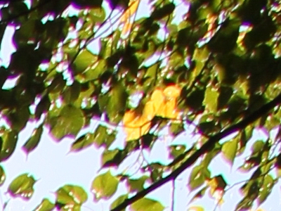 Canon EOS 550D: třídní premiant