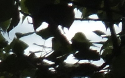 Fujifilm FinePix HS20EXR: důstojný nástupce