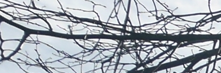 Panasonic Lumix G Vario 12-32mm f/3.5-5.6 ASPH. / MEGA O.I.S.