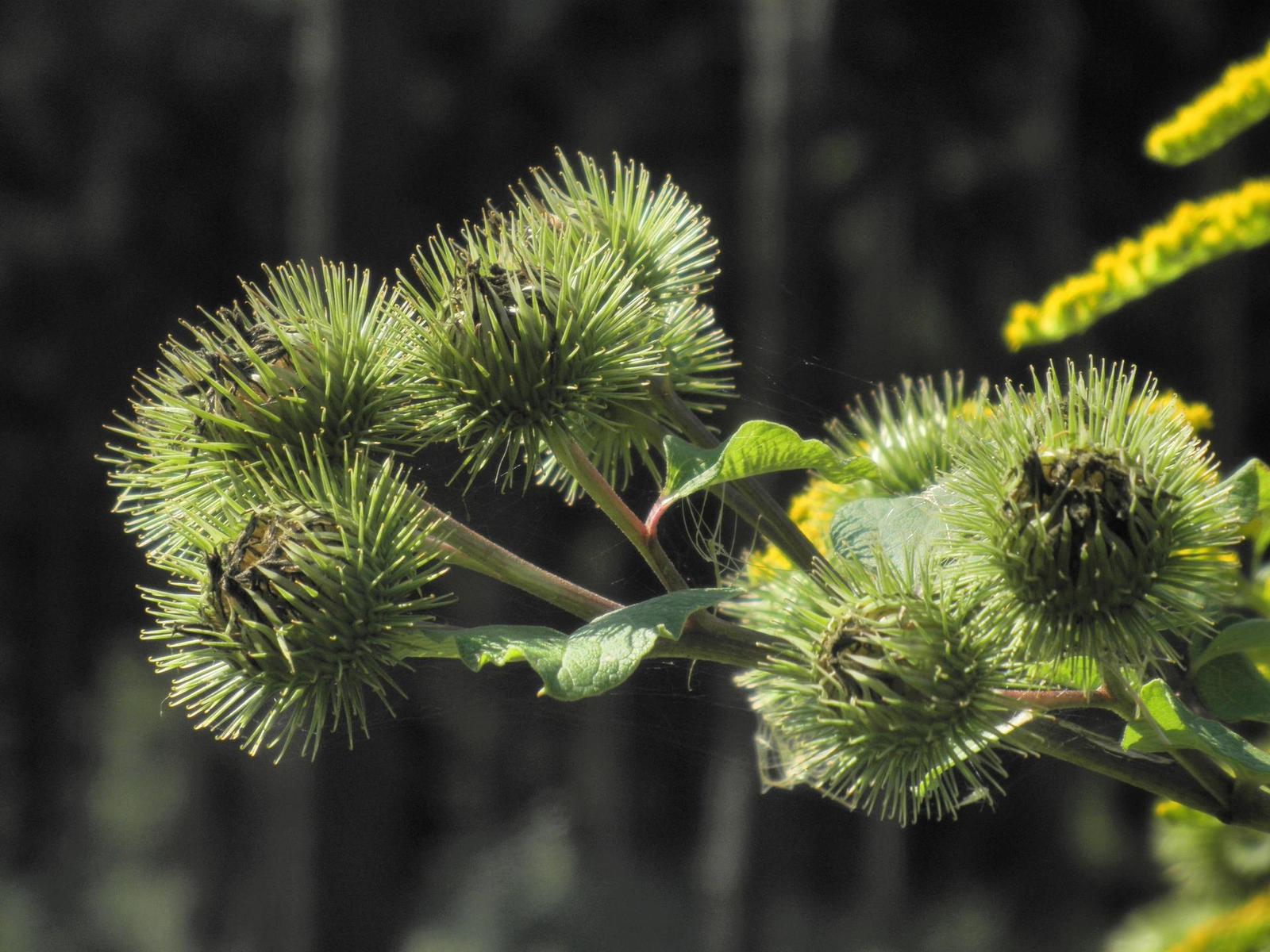 Olympus mju-7010: stylovka v růžovém