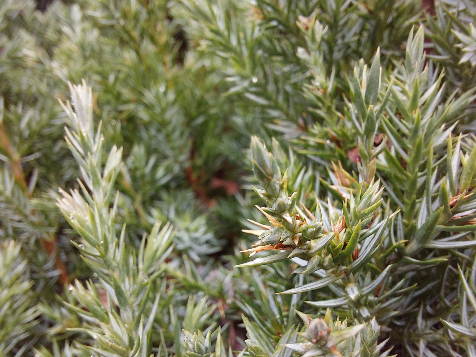 Samsung Galaxy A52s 5G: populární univerzál