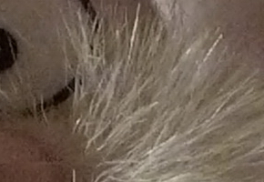 Panasonic Lumix FZ48 a FZ150: legenda pokračuje