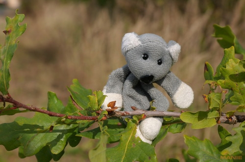 Fotíme s Koalou: Hloubka ostrosti